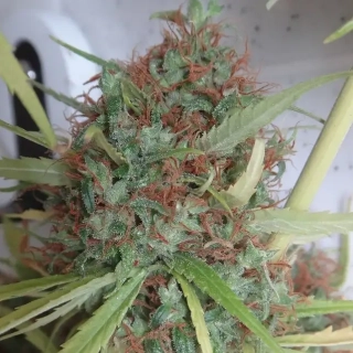 Ace Seeds - Honduras Breeders Pack regular