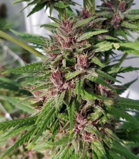 Ace Seeds - Congo regular