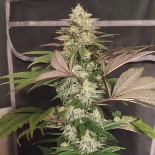 Ace Seeds - Erdpurt x PCK regular