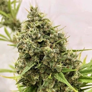 Ace Seeds - Guawi regular