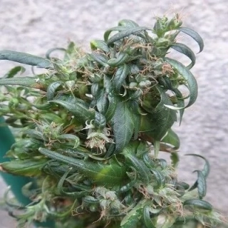 Ace Seeds - Hokkaido Japan regular
