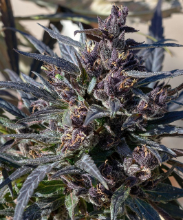 Ace Seeds - Honduras regular