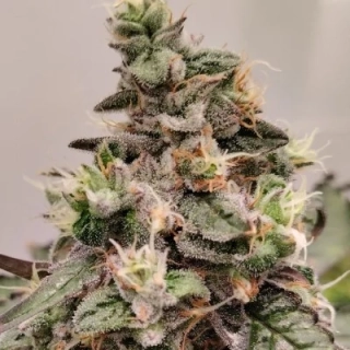 Ace Seeds - Kashmir regular