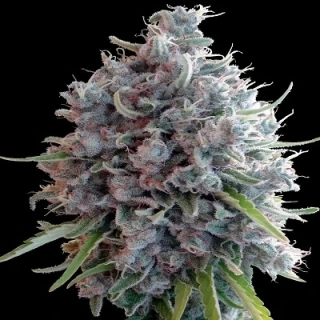 Ace Seeds - Killer A5 Haze regular