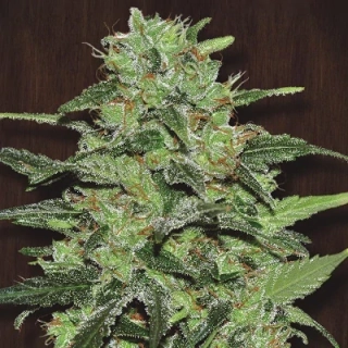 Ace Seeds - Malawi regular