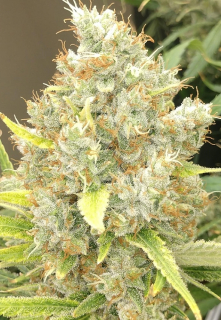Ace Seeds - Malawi x Panama regular