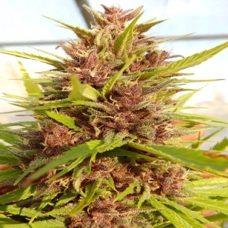 Ace Seeds - Malawi x PCK regular