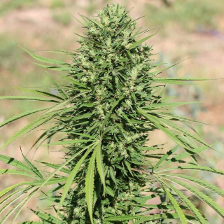 Ace Seeds - Morocco Beldia Kif regular