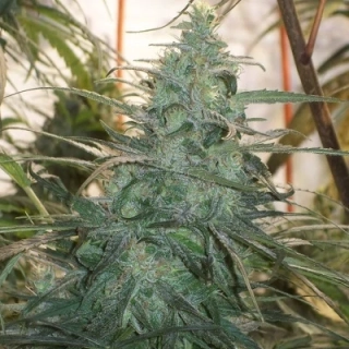 Ace Seeds - Mountain Gold regular