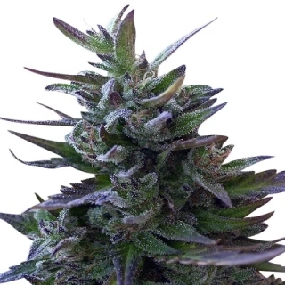Ace Seeds - Nepal Mist regular