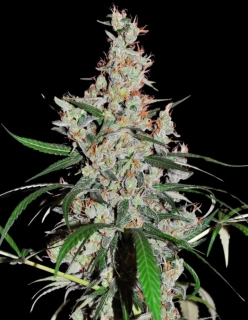 Ace Seeds - Oaxaca x Panama regular