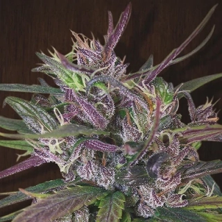 Ace Seeds - Oldtimer´s Haze regular