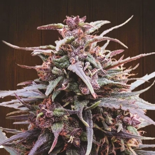 Ace Seeds - Purple Haze x Malawi regular