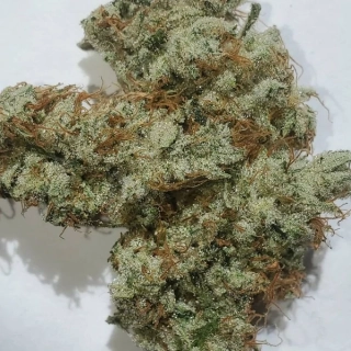 Ace Seeds - Super Malawi Haze regular