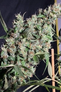 Ace Seeds - Thai x Panama regular