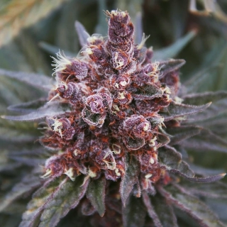 Ace Seeds - Violeta regular