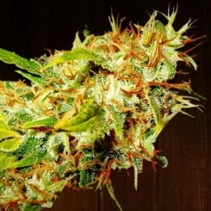 Ace Seeds - Zamaldelica regular