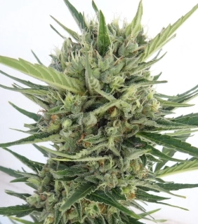 Ace Seeds - Auto Malawi x NL