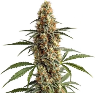 Blimburn Seeds - Mamba Negra CBD