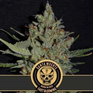 Blimburn Seeds - Santa Muerte Fast