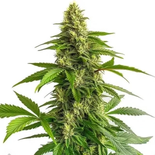 Blimburn Seeds - CR + (Critical +)