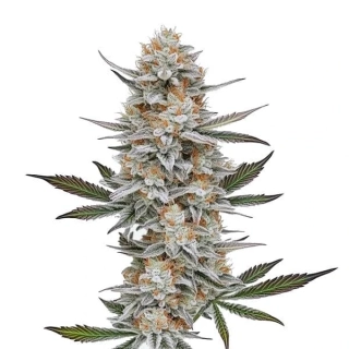Blimburn Seeds - Chemdog #4