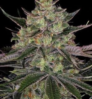 Blimburn Seeds - Kabrales