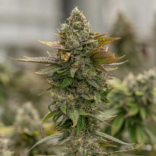 Blimburn Seeds - Kyles Skywalker OG