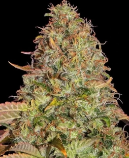 Blimburn Seeds - Mamba Negra