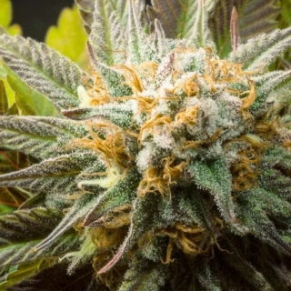 Blimburn Seeds - Mango