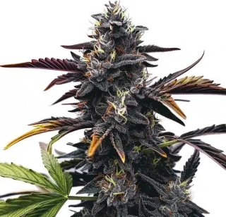 Blimburn Seeds - Narkosis