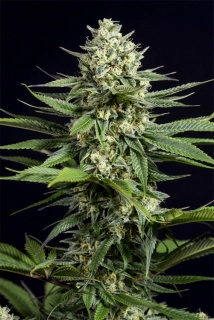 Blimburn Seeds - OG Kush