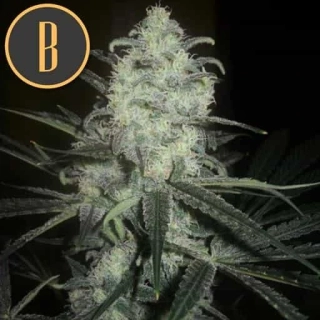 Blimburn Seeds - Original Clon