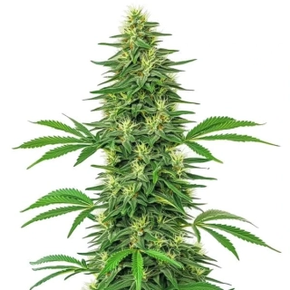 Blimburn Seeds - Steves Alien OG