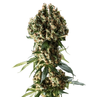 Blimburn Seeds - Critical Daddy Purple