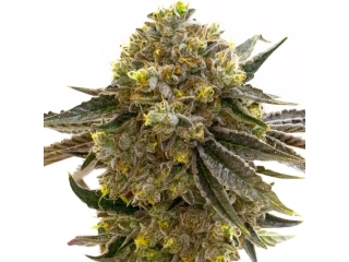 Blimburn Seeds - Nikki & Swamis Maracuya