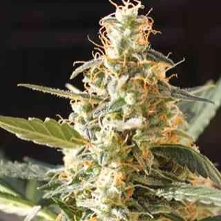 Blimburn Seeds - Cream Auto