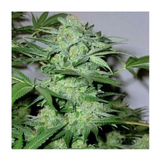 Blimburn Seeds - Critical Auto