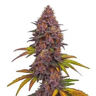 Blimburn Seeds - Grizzly Purple Auto