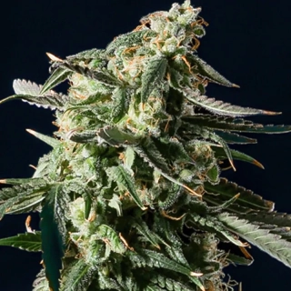 Blimburn Seeds - Kabrales Auto