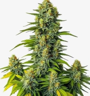 Blimburn Seeds - Mamba Negra Auto