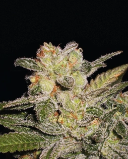Blimburn Seeds - Northern Lights Auto