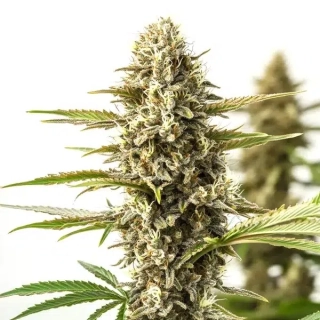 Blimburn Seeds - Orient Auto