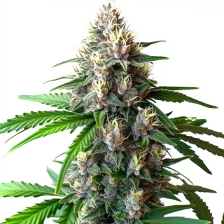 Blimburn Seeds - Sweety Auto
