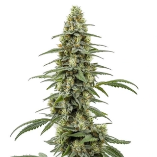 Blimburn Seeds - Tangie Auto