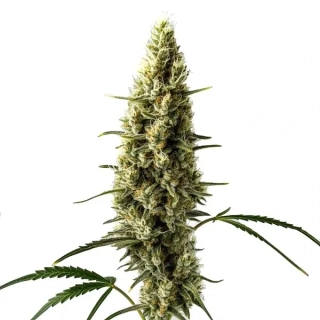 Blimburn Seeds - AK Auto