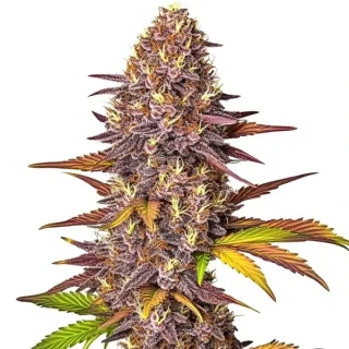 Blimburn Seeds - Girl Scout Cookies Auto