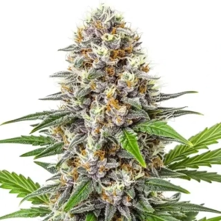 Blimburn Seeds - Gorilla Glue #4 Auto