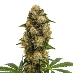 Blimburn Seeds - Cindy 99
