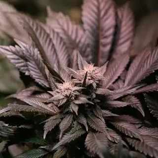 Blimburn Seeds - Girl Scout Cookies